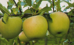 golden reinders